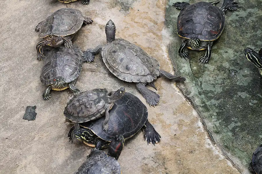 083 | 2011 | Berlin | Tierpark Friedrichsfelde | © carsten riede fotografie