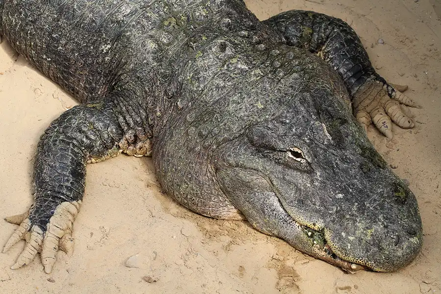 084 | 2011 | Berlin | Tierpark Friedrichsfelde | © carsten riede fotografie