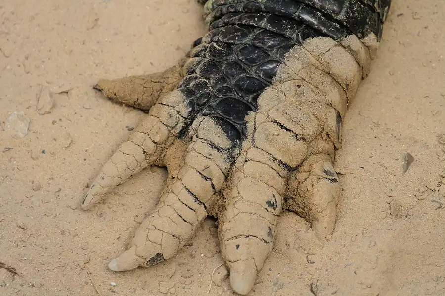 085 | 2011 | Berlin | Tierpark Friedrichsfelde | © carsten riede fotografie