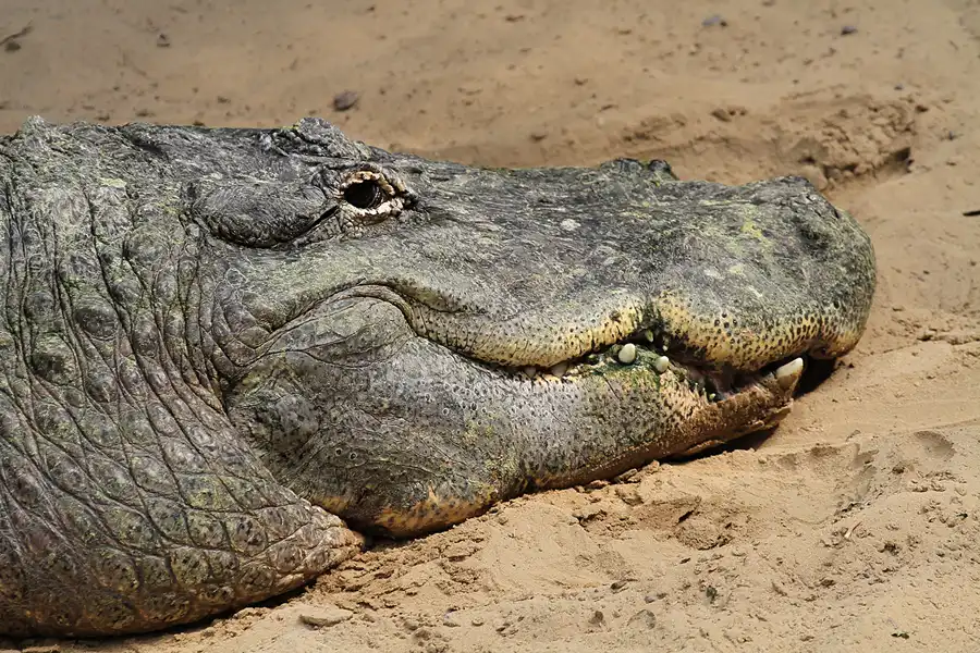 086 | 2011 | Berlin | Tierpark Friedrichsfelde | © carsten riede fotografie