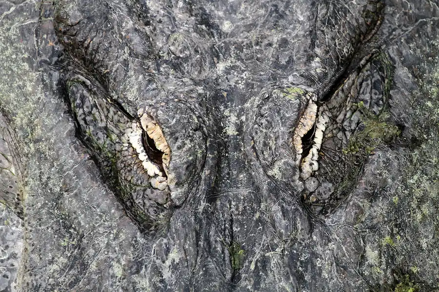 088 | 2011 | Berlin | Tierpark Friedrichsfelde | © carsten riede fotografie