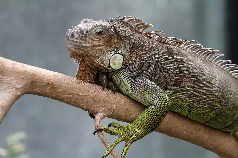 090 | 2011 | Berlin | Tierpark Friedrichsfelde | © carsten riede fotografie