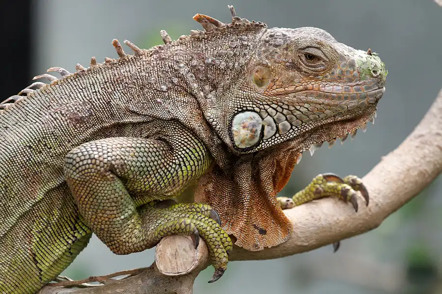 091 | 2011 | Berlin | Tierpark Friedrichsfelde | © carsten riede fotografie