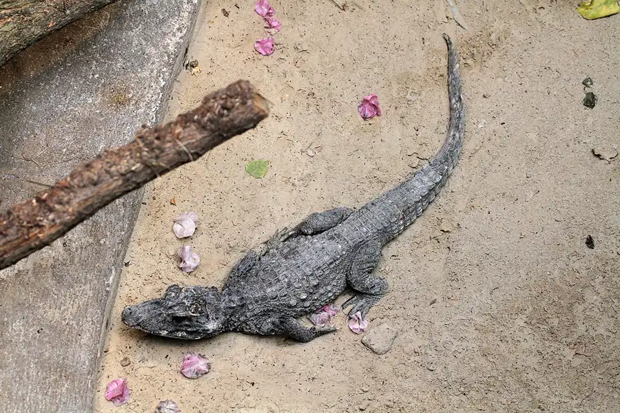 092 | 2011 | Berlin | Tierpark Friedrichsfelde | © carsten riede fotografie