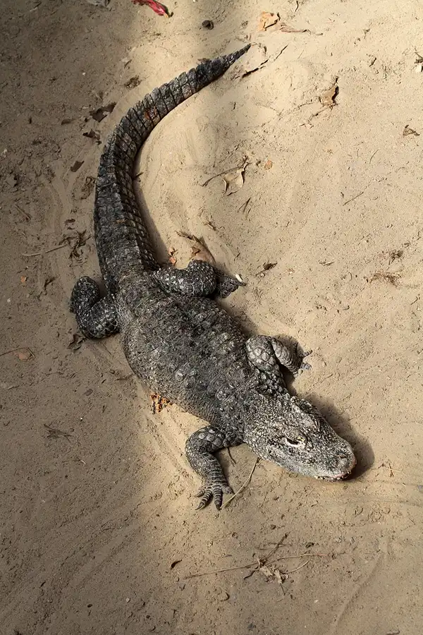 093 | 2011 | Berlin | Tierpark Friedrichsfelde | © carsten riede fotografie