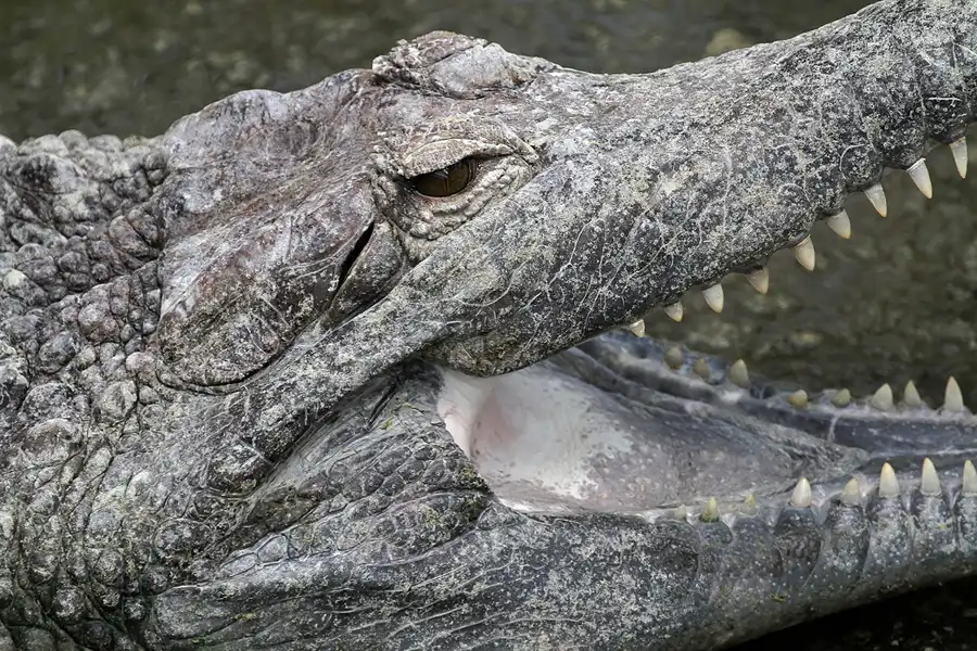 094 | 2011 | Berlin | Tierpark Friedrichsfelde | © carsten riede fotografie