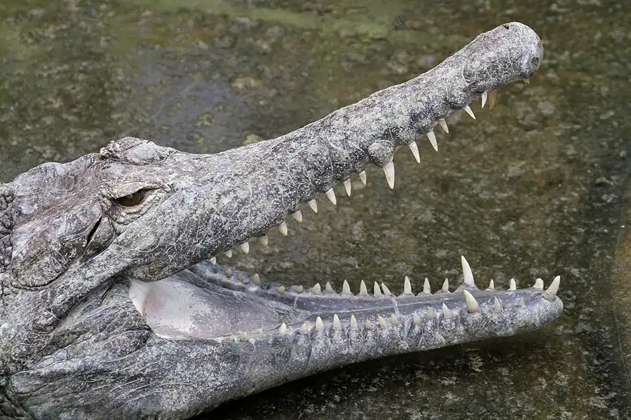 095 | 2011 | Berlin | Tierpark Friedrichsfelde | © carsten riede fotografie