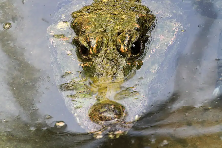 096 | 2011 | Berlin | Tierpark Friedrichsfelde | © carsten riede fotografie