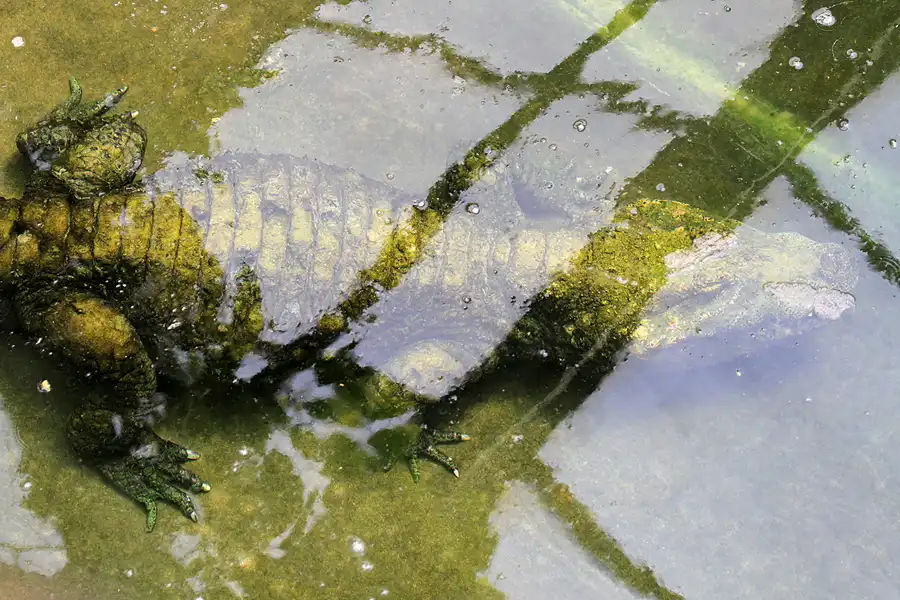 097 | 2011 | Berlin | Tierpark Friedrichsfelde | © carsten riede fotografie