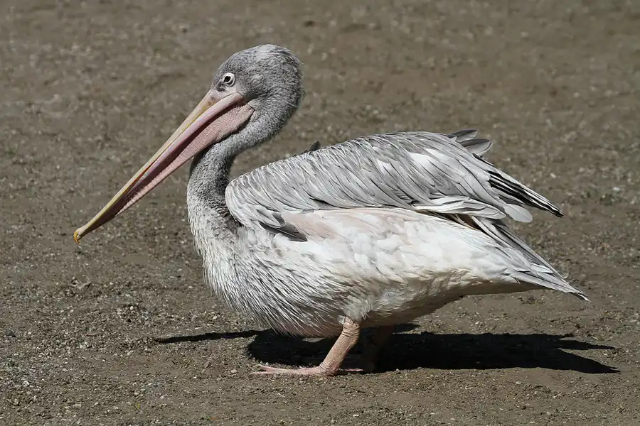 098 | 2011 | Berlin | Tierpark Friedrichsfelde | © carsten riede fotografie