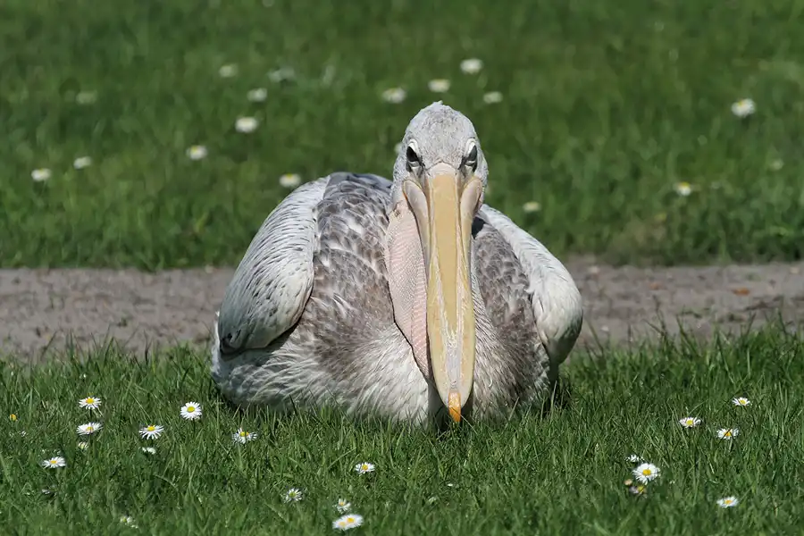099 | 2011 | Berlin | Tierpark Friedrichsfelde | © carsten riede fotografie
