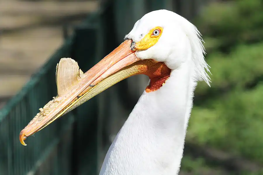 100 | 2011 | Berlin | Tierpark Friedrichsfelde | © carsten riede fotografie