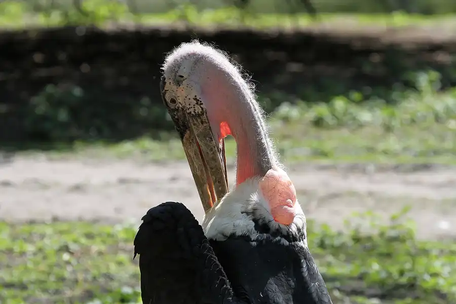 106 | 2011 | Berlin | Tierpark Friedrichsfelde | © carsten riede fotografie