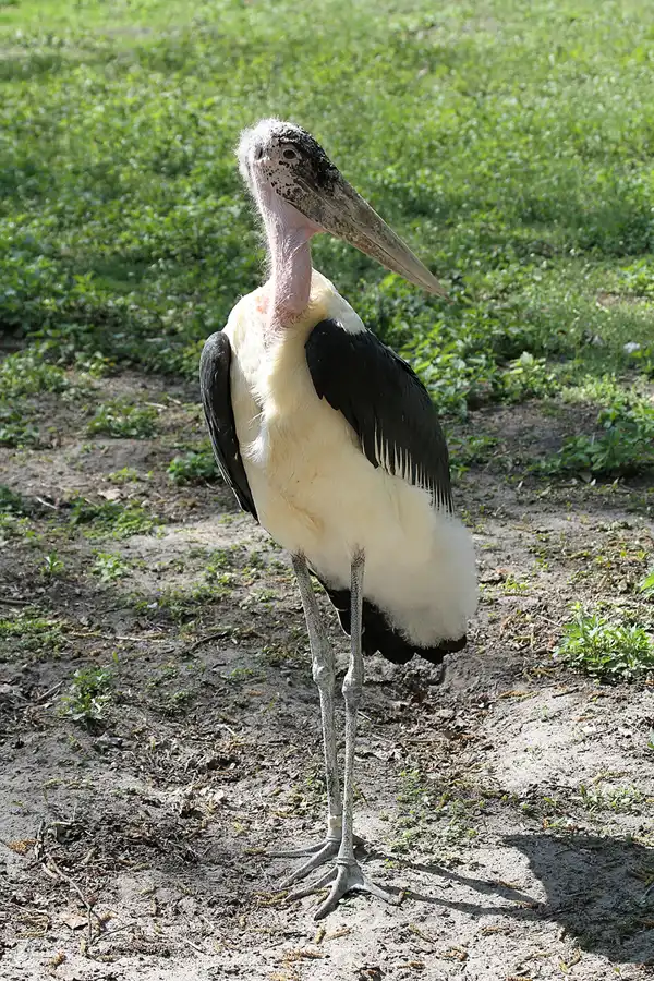 108 | 2011 | Berlin | Tierpark Friedrichsfelde | © carsten riede fotografie