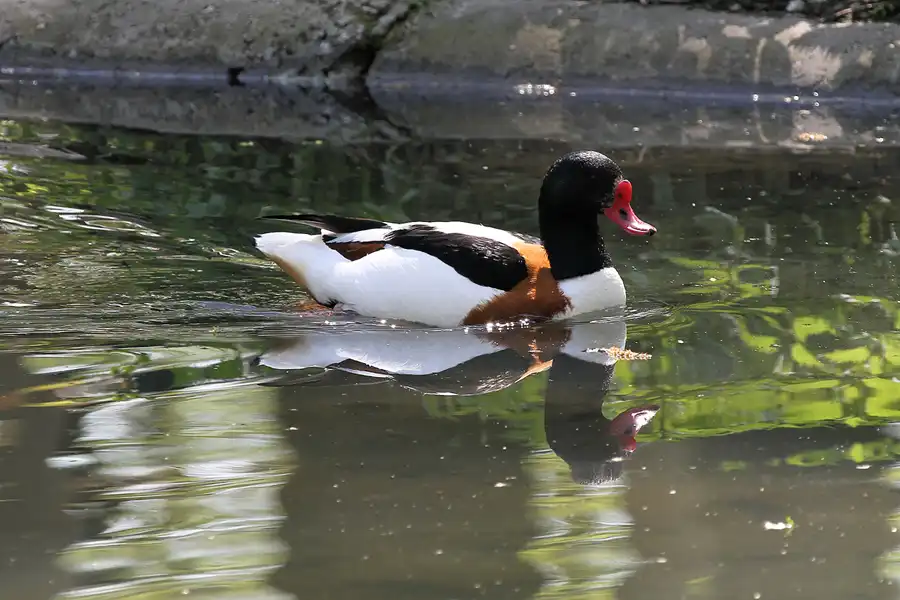 113 | 2011 | Berlin | Tierpark Friedrichsfelde | © carsten riede fotografie