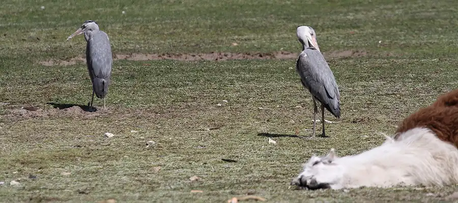 115 | 2011 | Berlin | Tierpark Friedrichsfelde | © carsten riede fotografie