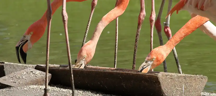 120 | 2011 | Berlin | Tierpark Friedrichsfelde | © carsten riede fotografie