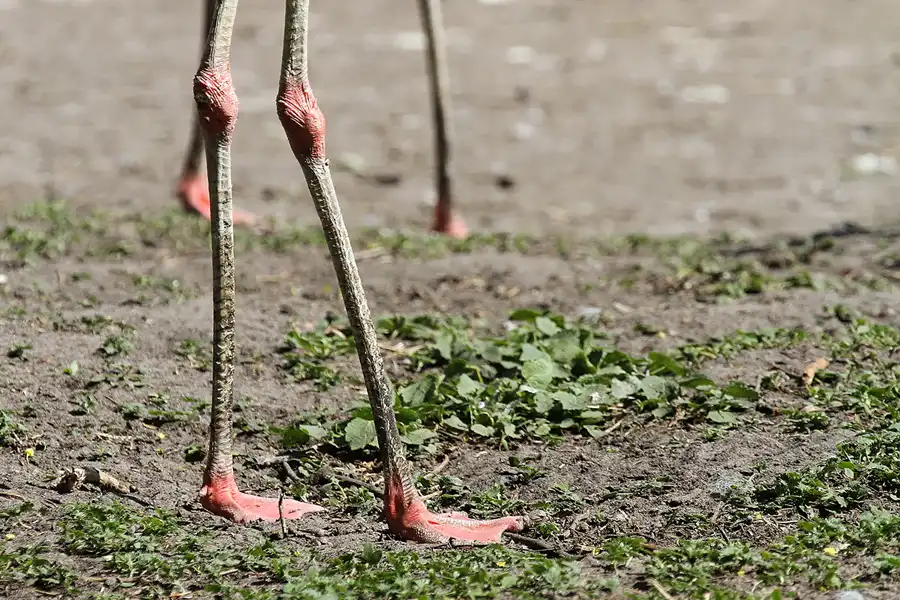 121 | 2011 | Berlin | Tierpark Friedrichsfelde | © carsten riede fotografie