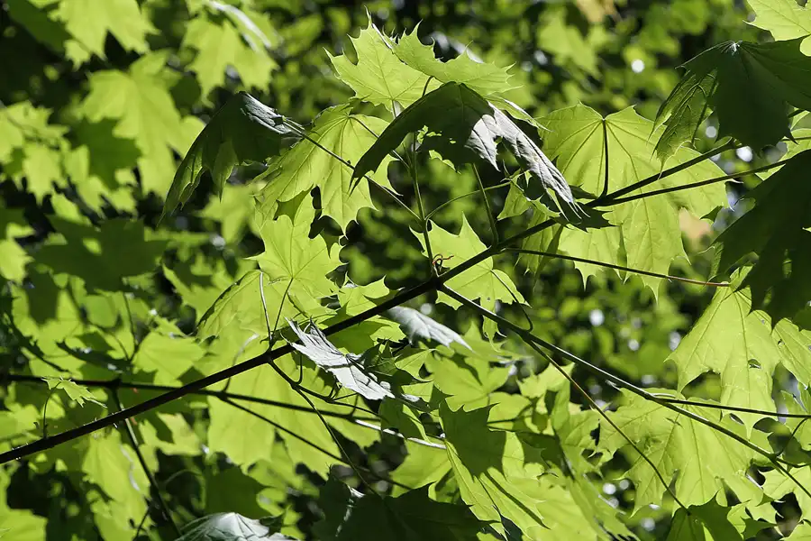 026 | 2011 | Berlin | Am Juliusturm | © carsten riede fotografie