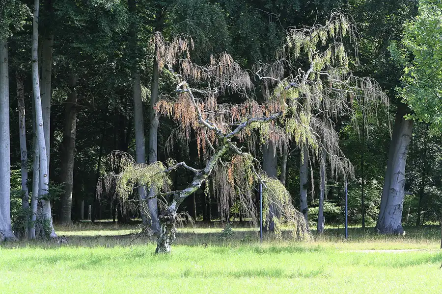 037 | 2011 | Potsdam | Park Sanssouci | © carsten riede fotografie