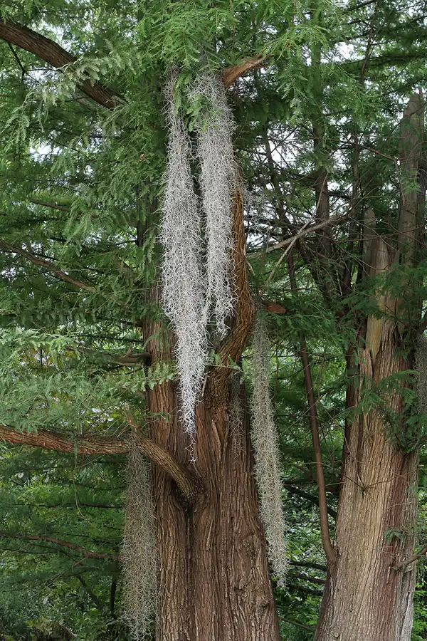 003 | 2011 | Berlin | Botanischer Garten | © carsten riede fotografie