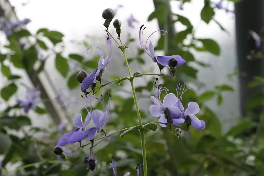 008 | 2011 | Berlin | Botanischer Garten | © carsten riede fotografie