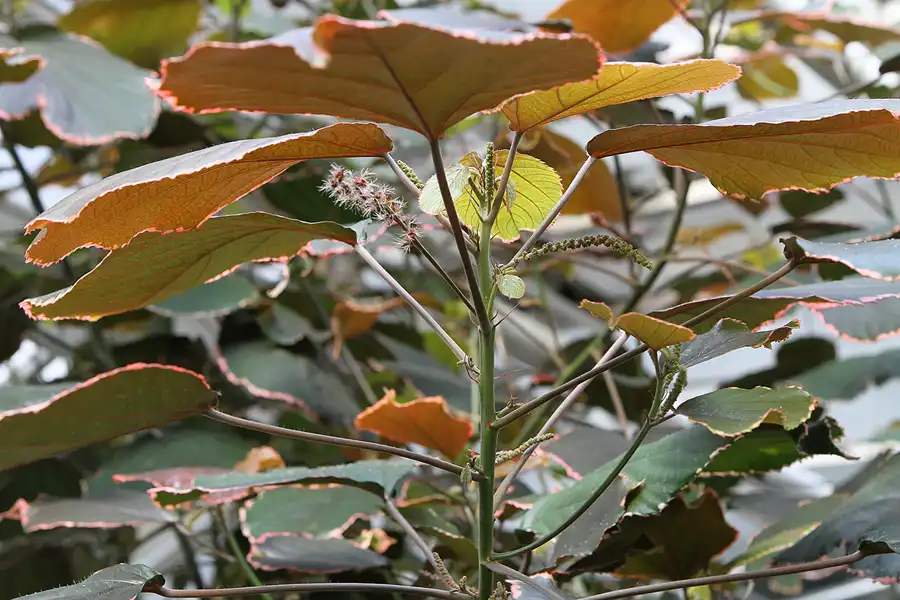 010 | 2011 | Berlin | Botanischer Garten | © carsten riede fotografie