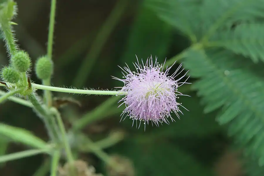 013 | 2011 | Berlin | Botanischer Garten | © carsten riede fotografie