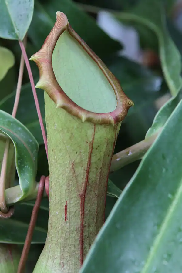 014 | 2011 | Berlin | Botanischer Garten | © carsten riede fotografie