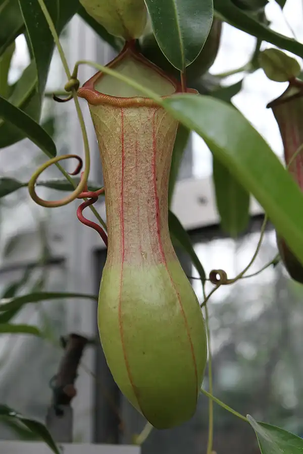 015 | 2011 | Berlin | Botanischer Garten | © carsten riede fotografie