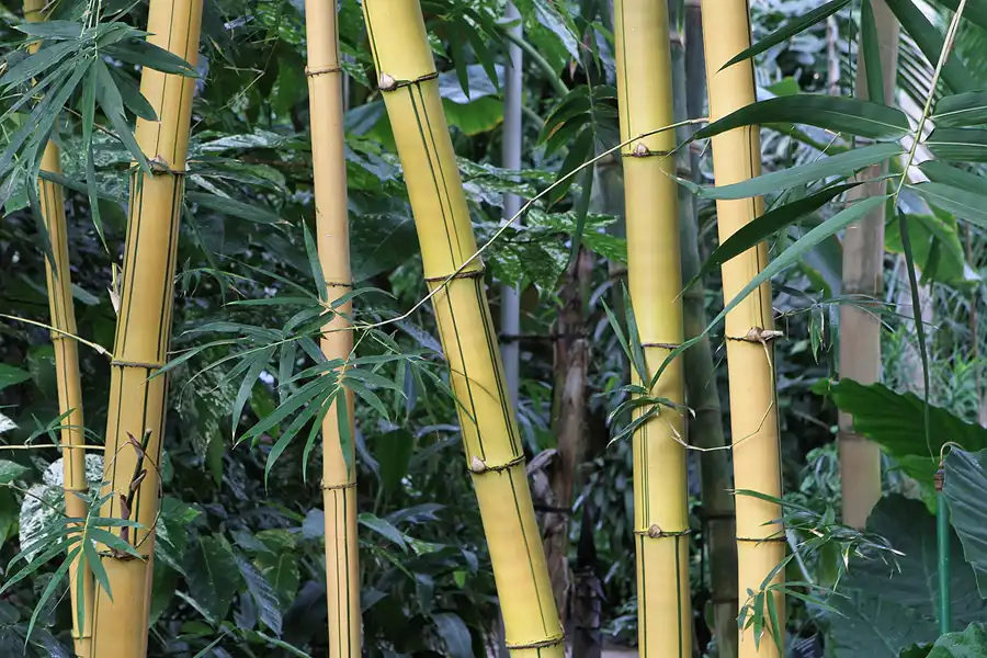 016 | 2011 | Berlin | Botanischer Garten | © carsten riede fotografie