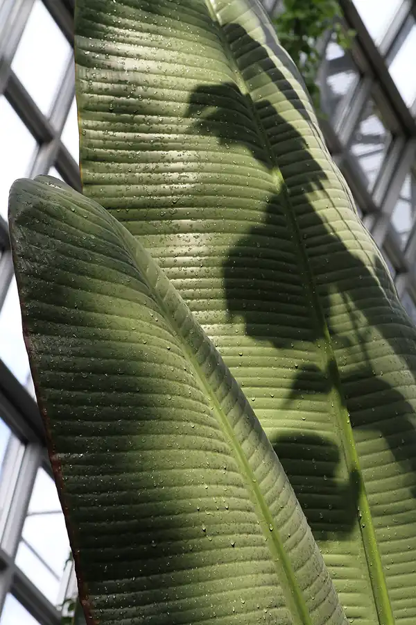 017 | 2011 | Berlin | Botanischer Garten | © carsten riede fotografie