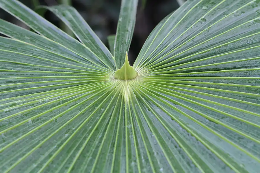 018 | 2011 | Berlin | Botanischer Garten | © carsten riede fotografie