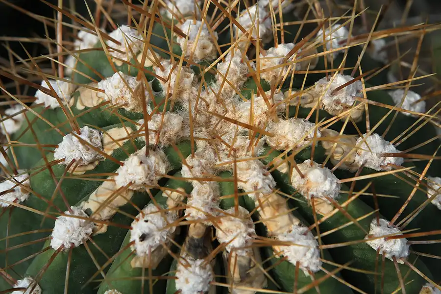 024 | 2011 | Berlin | Botanischer Garten | © carsten riede fotografie