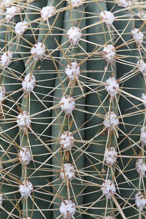 025 | 2011 | Berlin | Botanischer Garten | © carsten riede fotografie