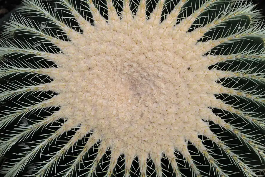 030 | 2011 | Berlin | Botanischer Garten | © carsten riede fotografie