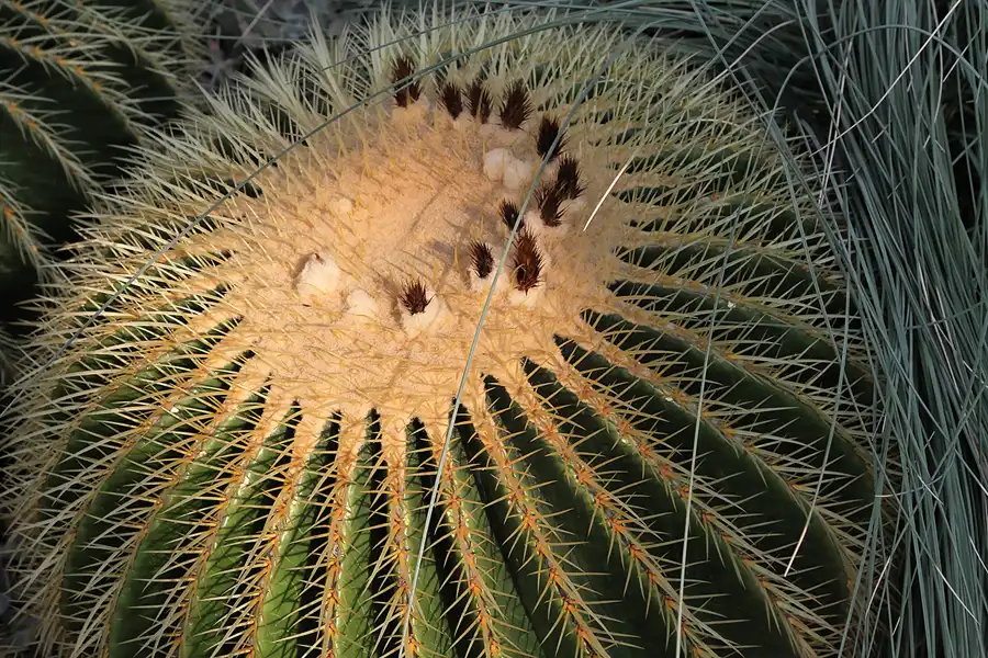 032 | 2011 | Berlin | Botanischer Garten | © carsten riede fotografie