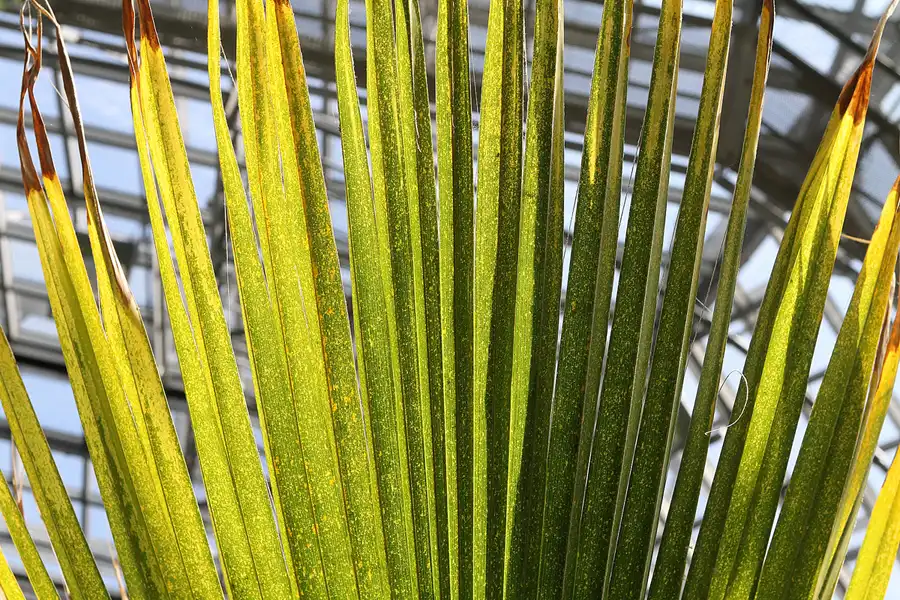 043 | 2011 | Berlin | Botanischer Garten | © carsten riede fotografie