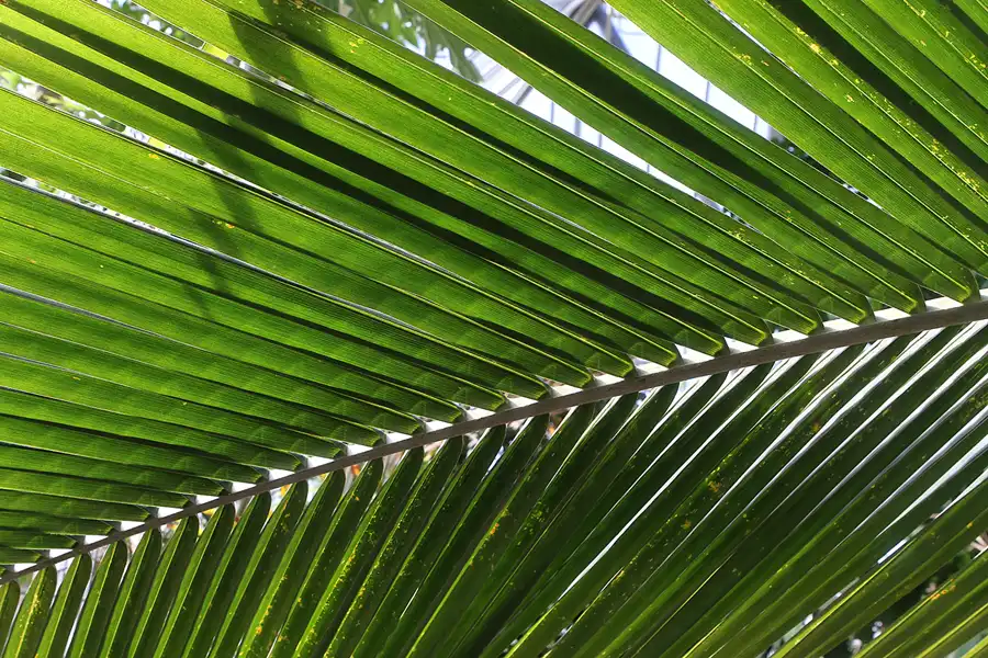 046 | 2011 | Berlin | Botanischer Garten | © carsten riede fotografie