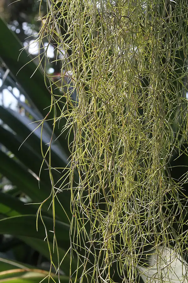 049 | 2011 | Berlin | Botanischer Garten | © carsten riede fotografie