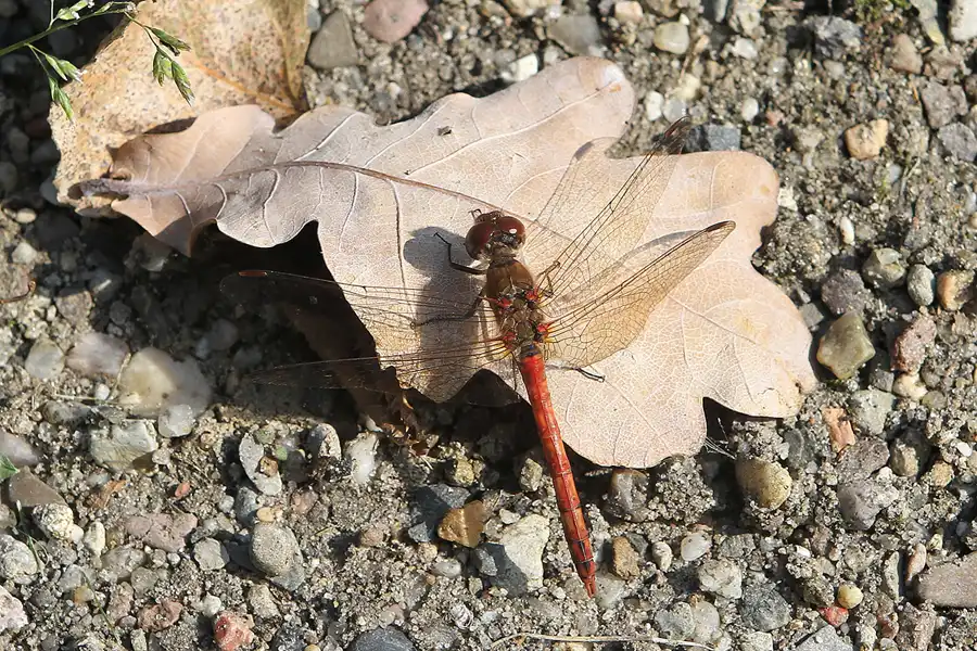 054 | 2011 | Berlin | Botanischer Garten | © carsten riede fotografie
