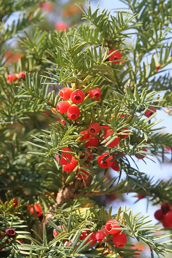 060 | 2011 | Berlin | Botanischer Garten | © carsten riede fotografie