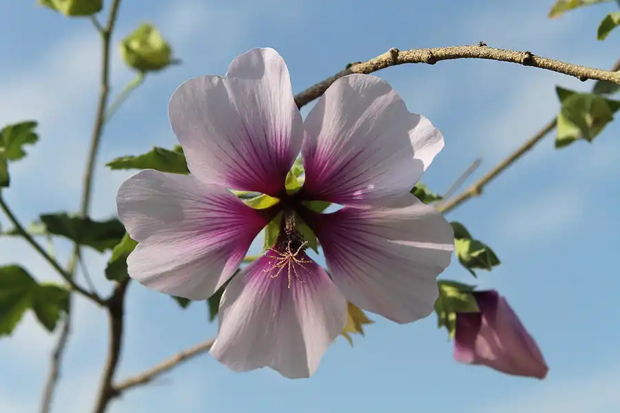 062 | 2011 | Berlin | Botanischer Garten | © carsten riede fotografie