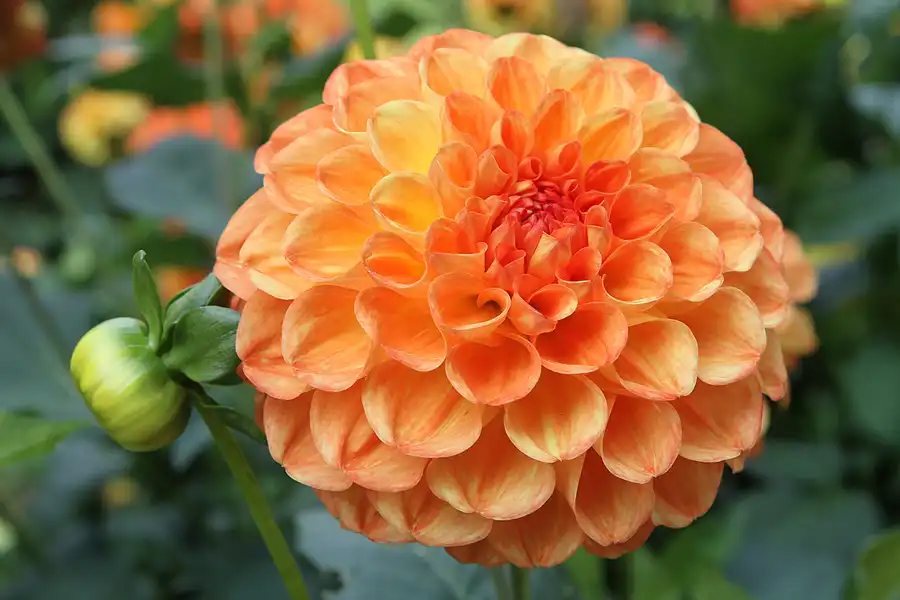 067 | 2011 | Berlin | Botanischer Garten | © carsten riede fotografie