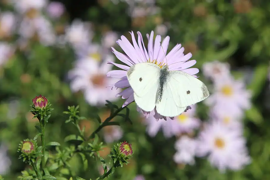 069 | 2011 | Berlin | Botanischer Garten | © carsten riede fotografie