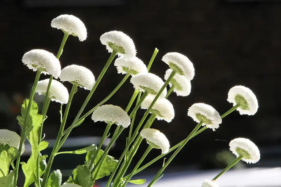 040 | 2011 | Berlin | Natur-Park Schöneberger Südgelände – ehemaliger Rangierbahnhof Tempelhof | © carsten riede fotografie
