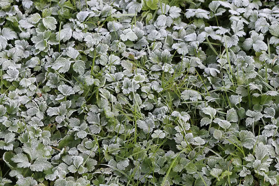 024 | 2011 | Potsdam | Park Charlottenhof | © carsten riede fotografie