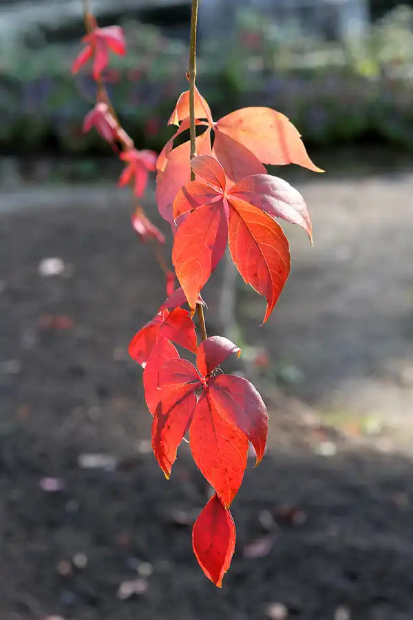081 | 2011 | Babelsberg | Park Babelsberg | © carsten riede fotografie