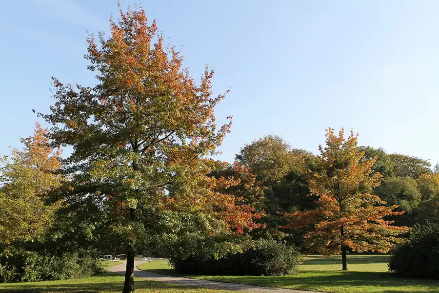 098 | 2011 | Berlin | Park am Jagdschloss Glienicke | © carsten riede fotografie