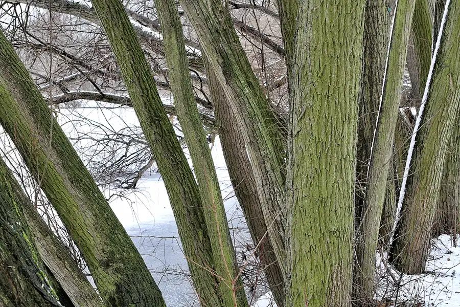 014 | 2012 | Berlin | Obersee-Orankesee-Park | © carsten riede fotografie